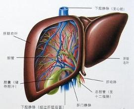 肝硬化常识