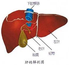 肝癌有什么症状