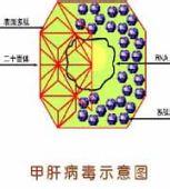 甲型肝炎病毒