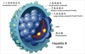 乙肝五项对照表