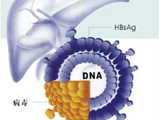 乙肝的症状