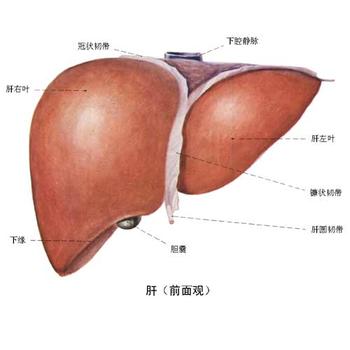 为什么儿童非酒精性脂肪性肝炎的自然进程与其组织病理学的分型密切相关？