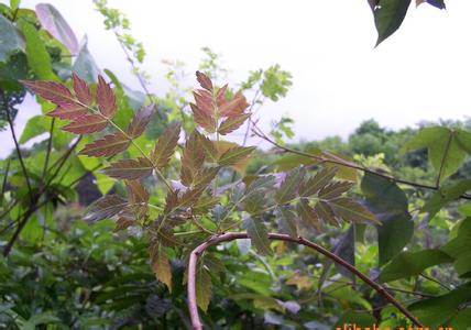 养肝汤推荐：梅花扁豆粥