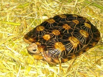 观赏龟养殖教程